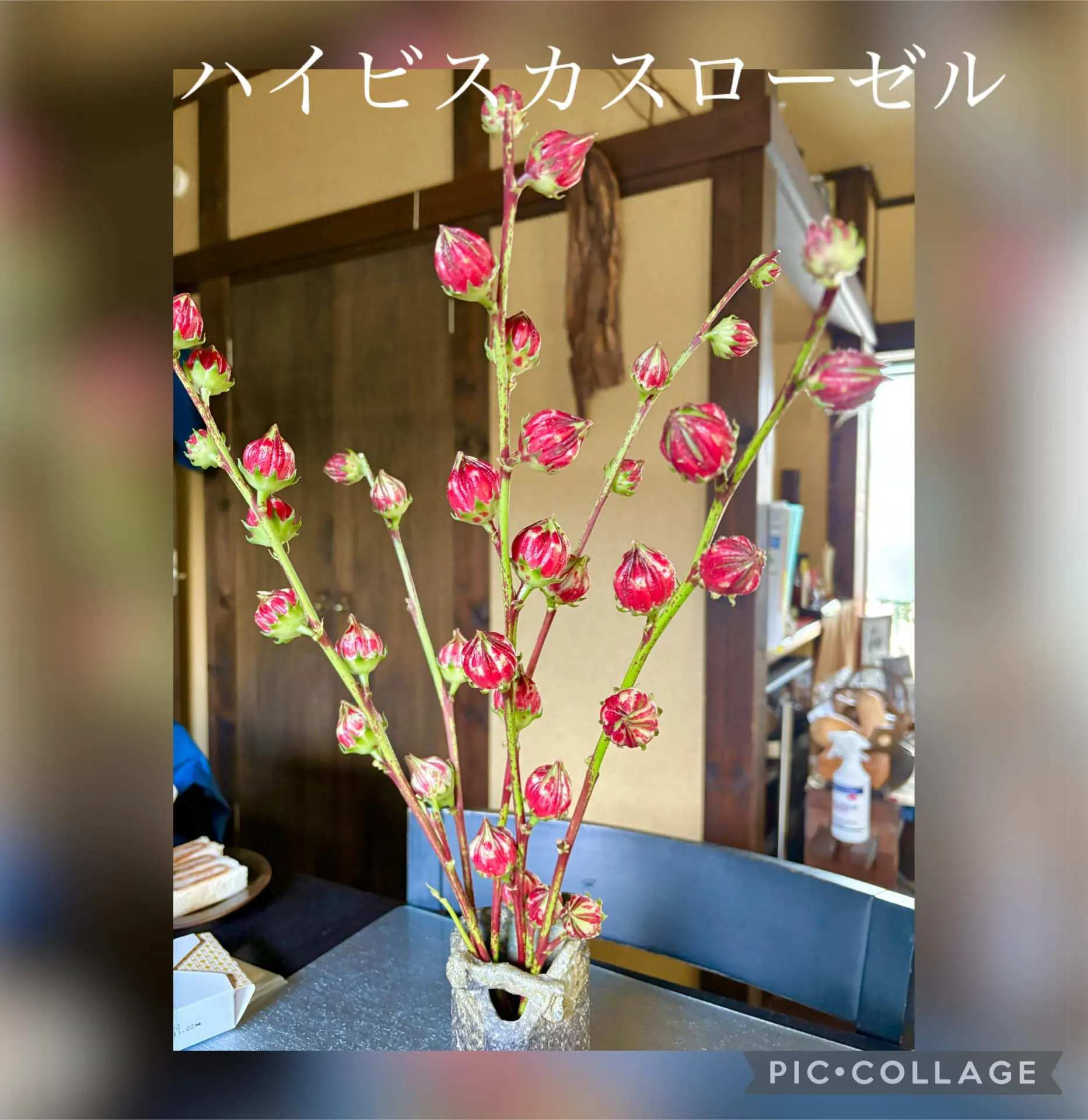 🌺ハイビスカスローゼル