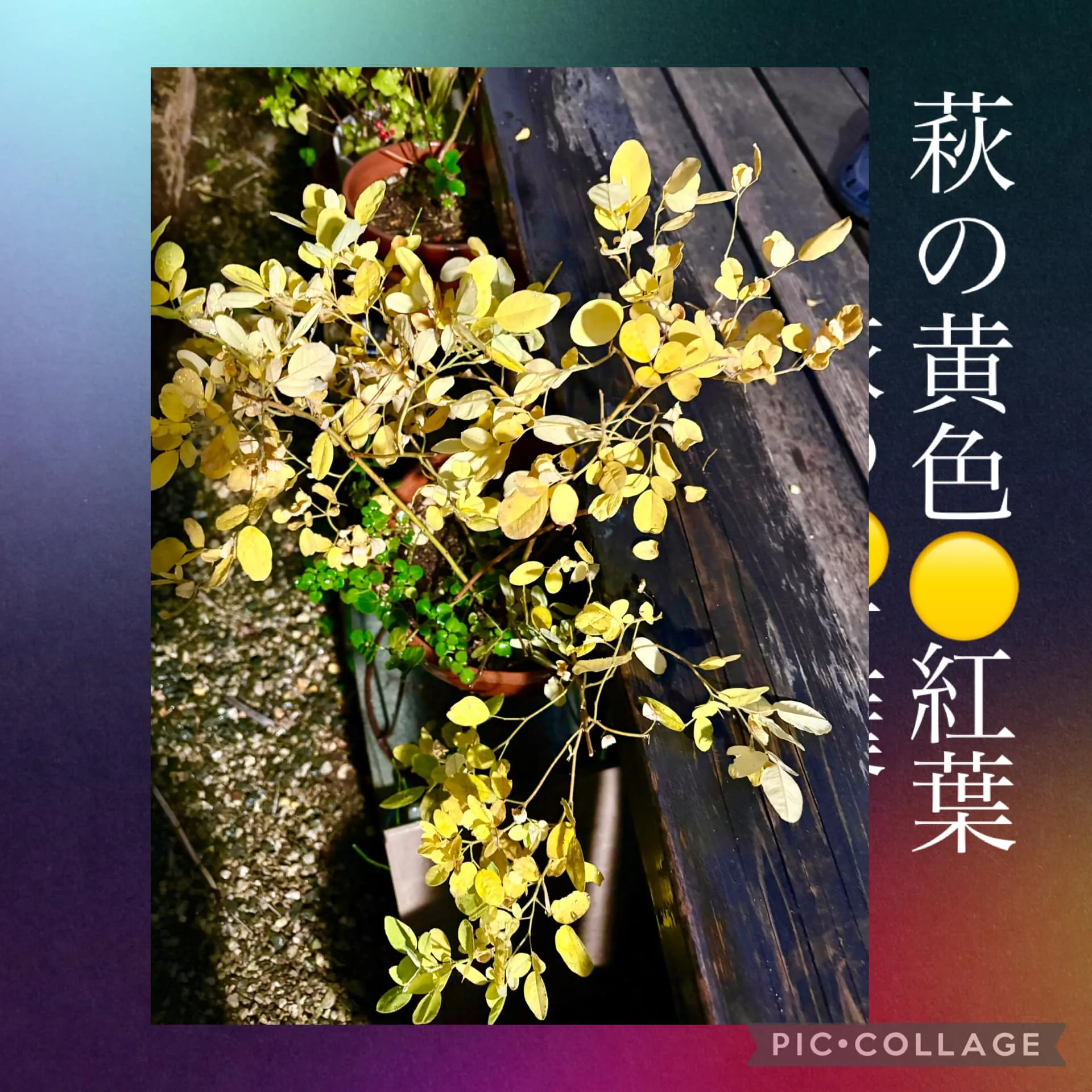 萩が綺麗な黄色く紅葉🟡