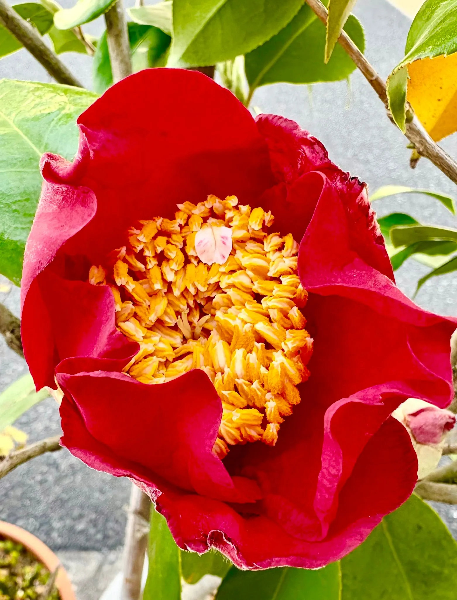 今日の賄い飯🍚🥢➕ノンアルﾋﾟｰﾙ
