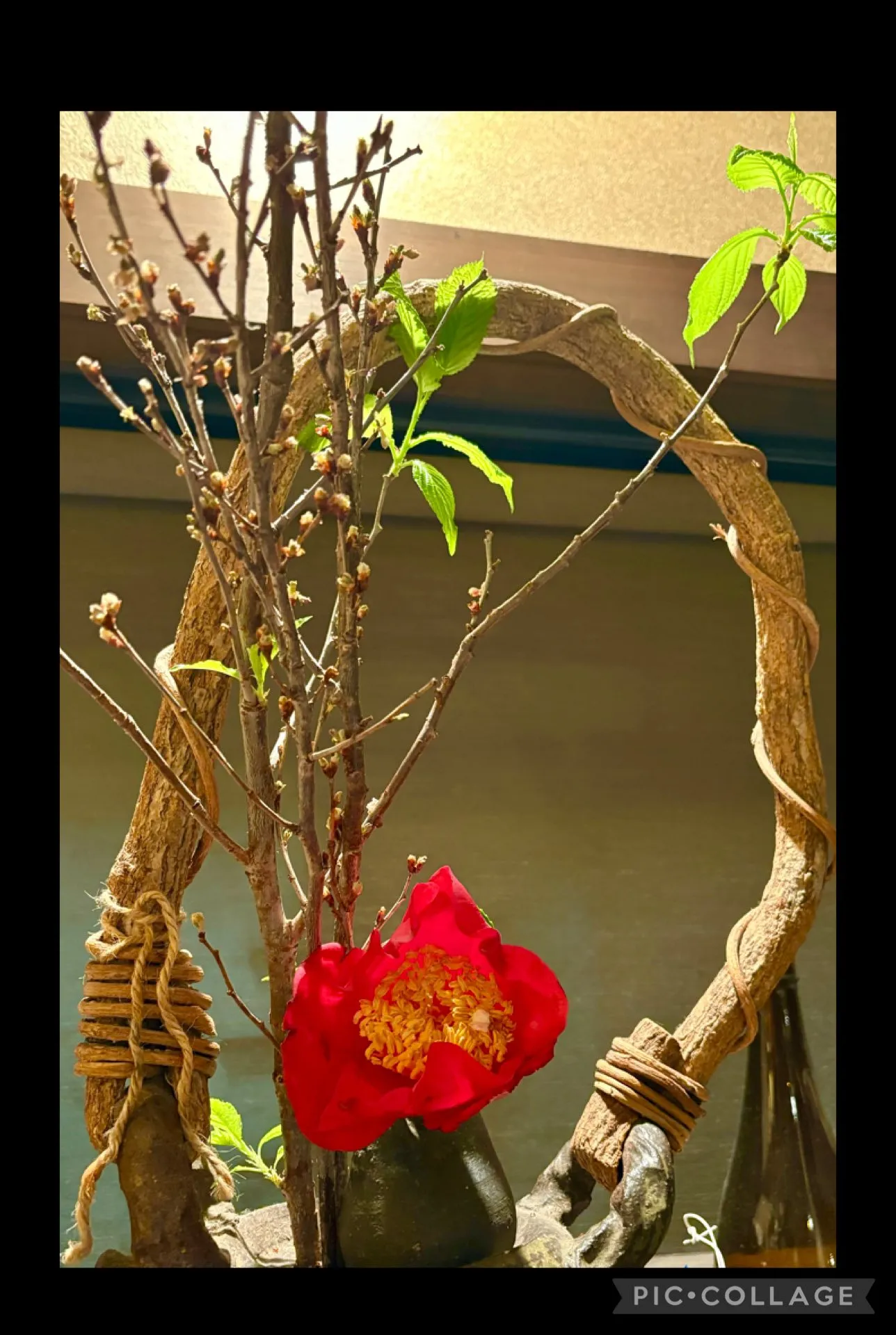 🍗チキンレッグ🍅煮込