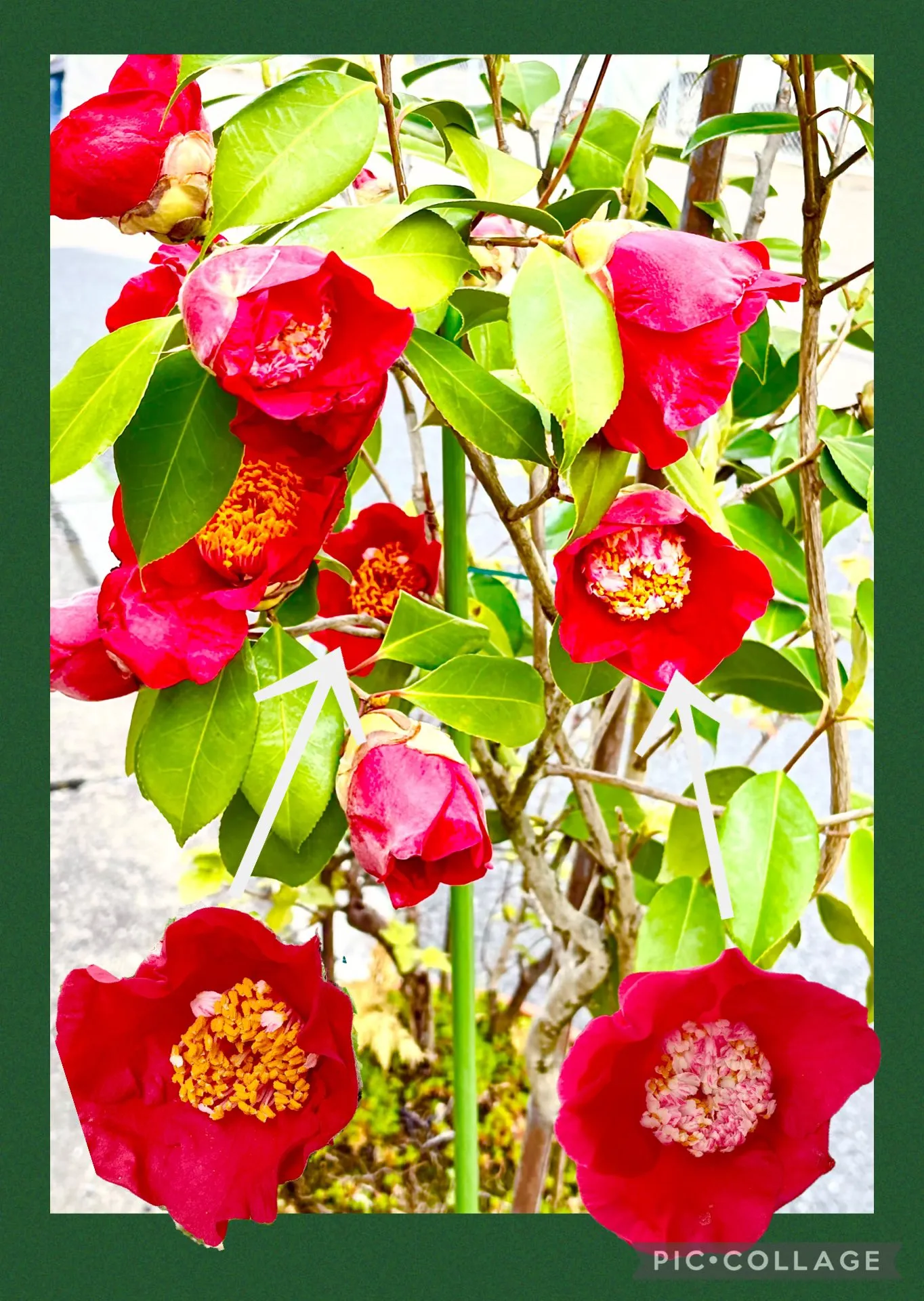賄い飯🍚🥢　太麺焼そば