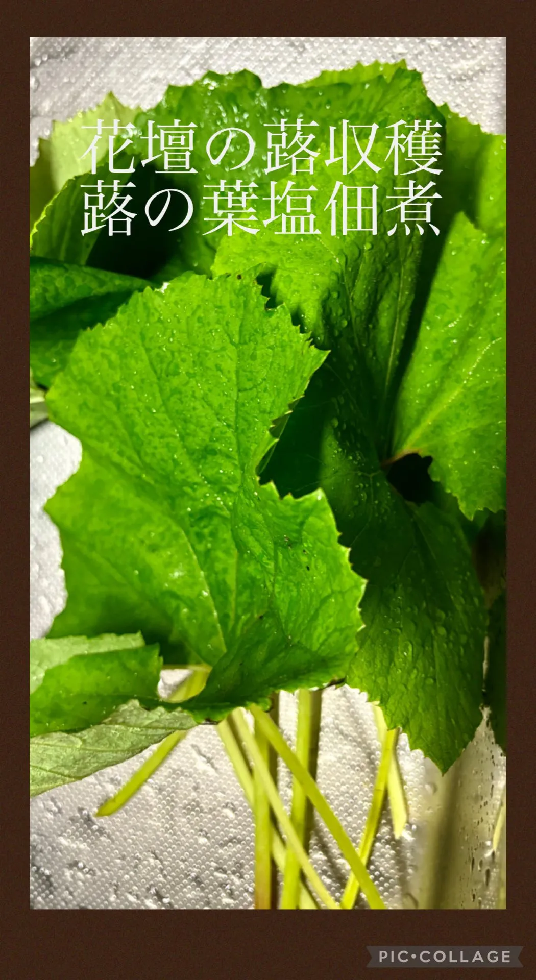 ✴︎鶏ｷﾉｺ牛蒡炊き込み飯lunch🍚🥢