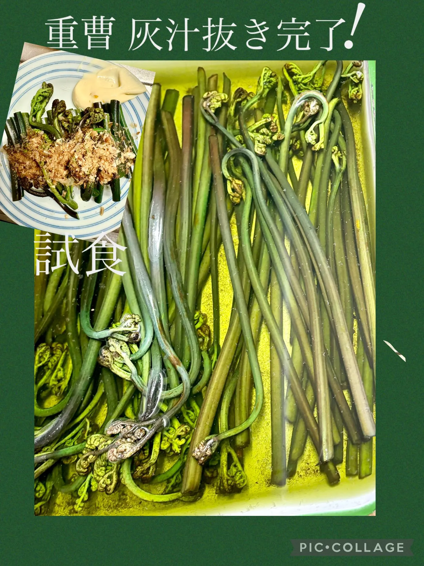 新潟朝日町わらび重曹灰汁抜き完了