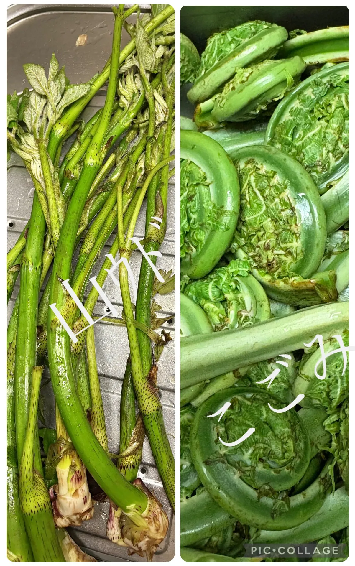 🌿新潟山古志山菜こごみ、山独活届きました