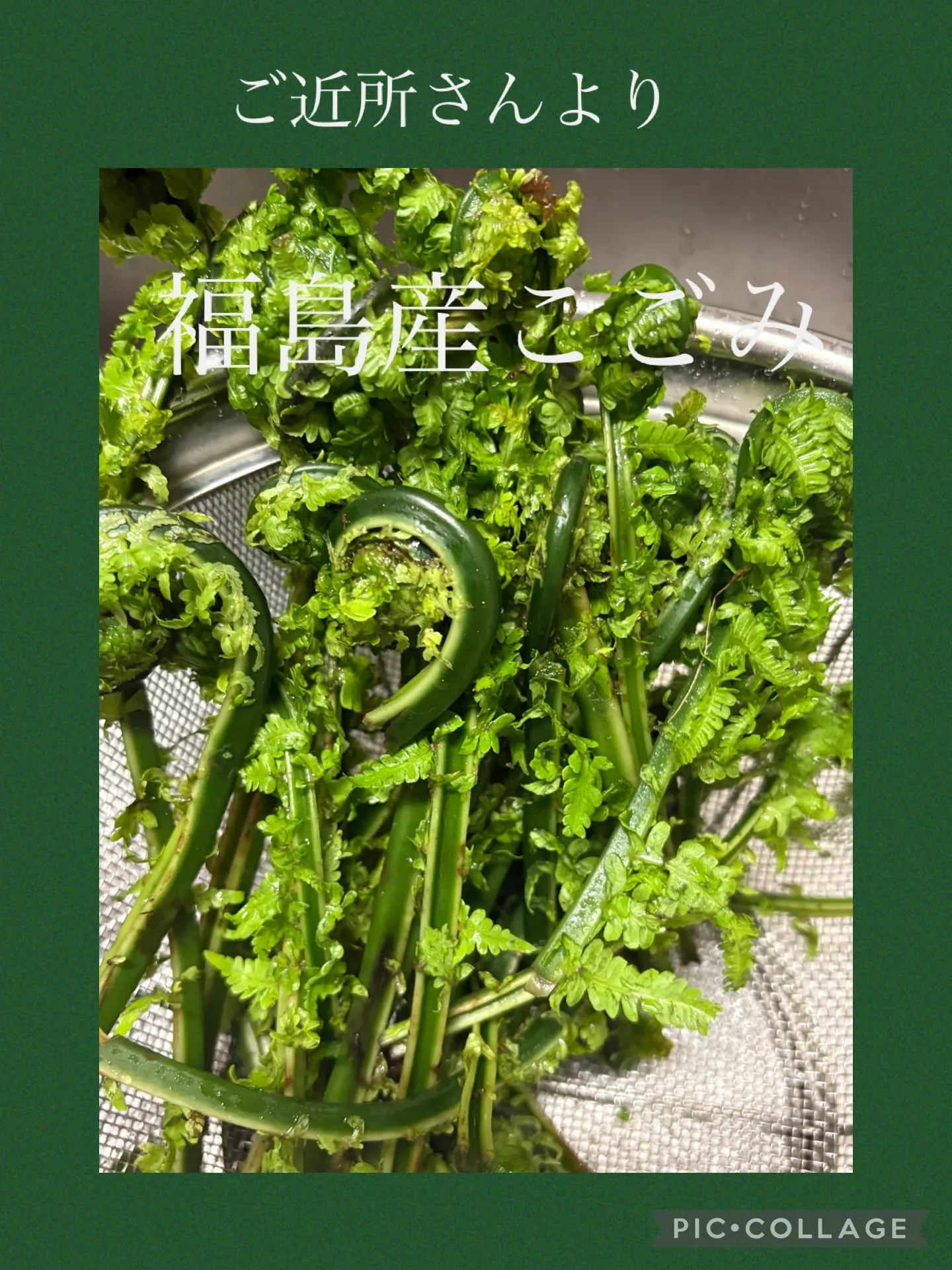 🧑‍🍳豆腐ｸﾞﾘｯｼｰﾆ挽き立て粗挽胡椒ﾊﾟﾙﾒｻﾞﾝﾁｰｽ...