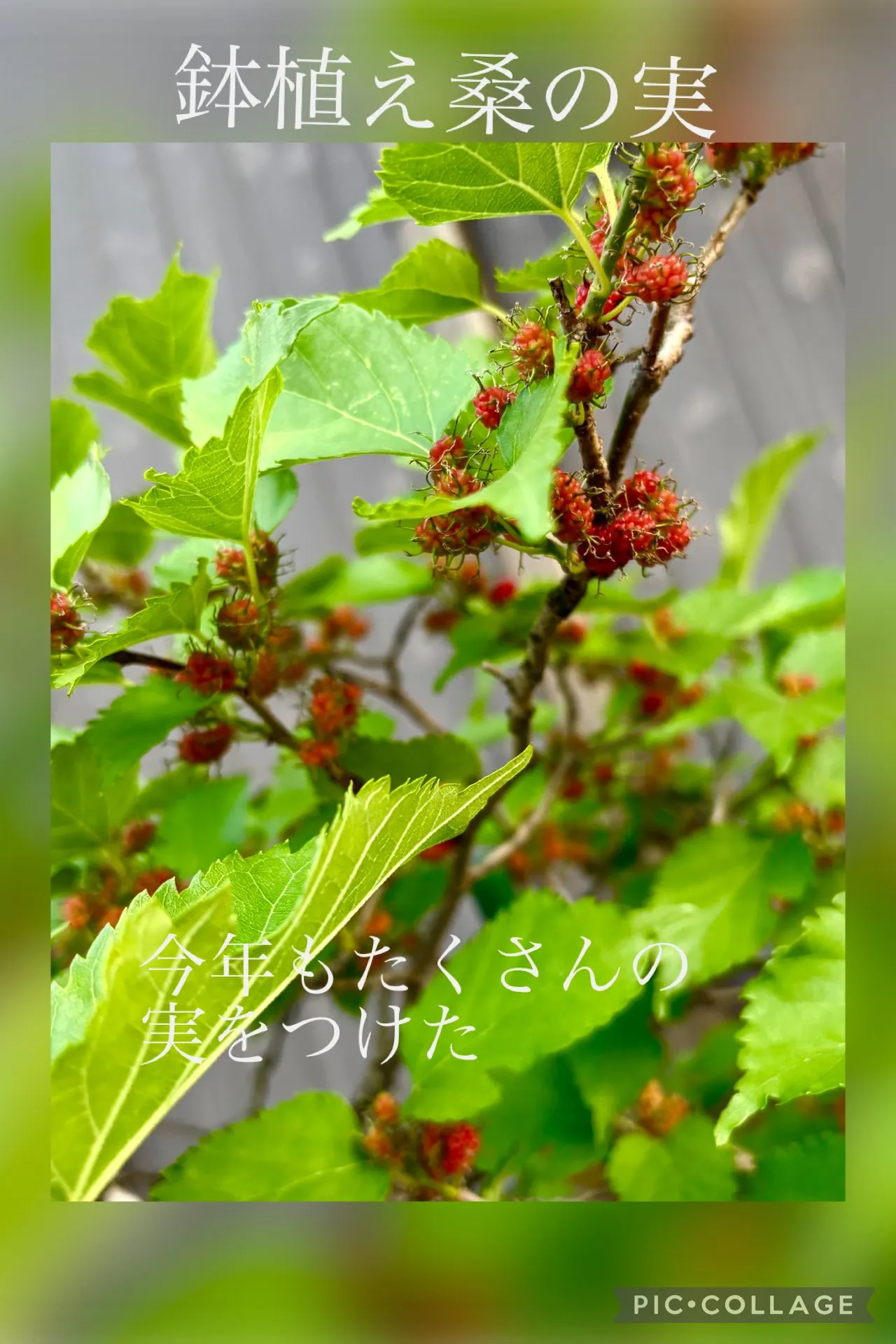 今日の賄い飯🍙