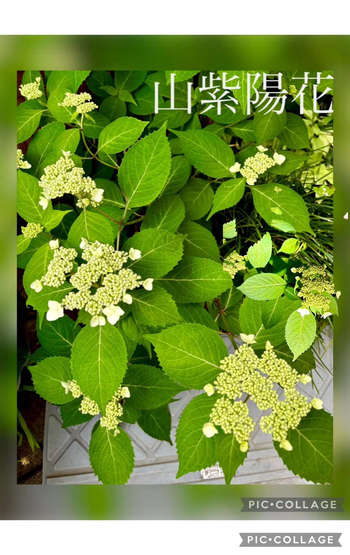 🍃成長した山紫陽花