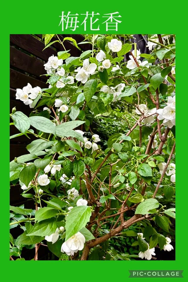 梅花香　網戸から香りが漂って来ます🤗