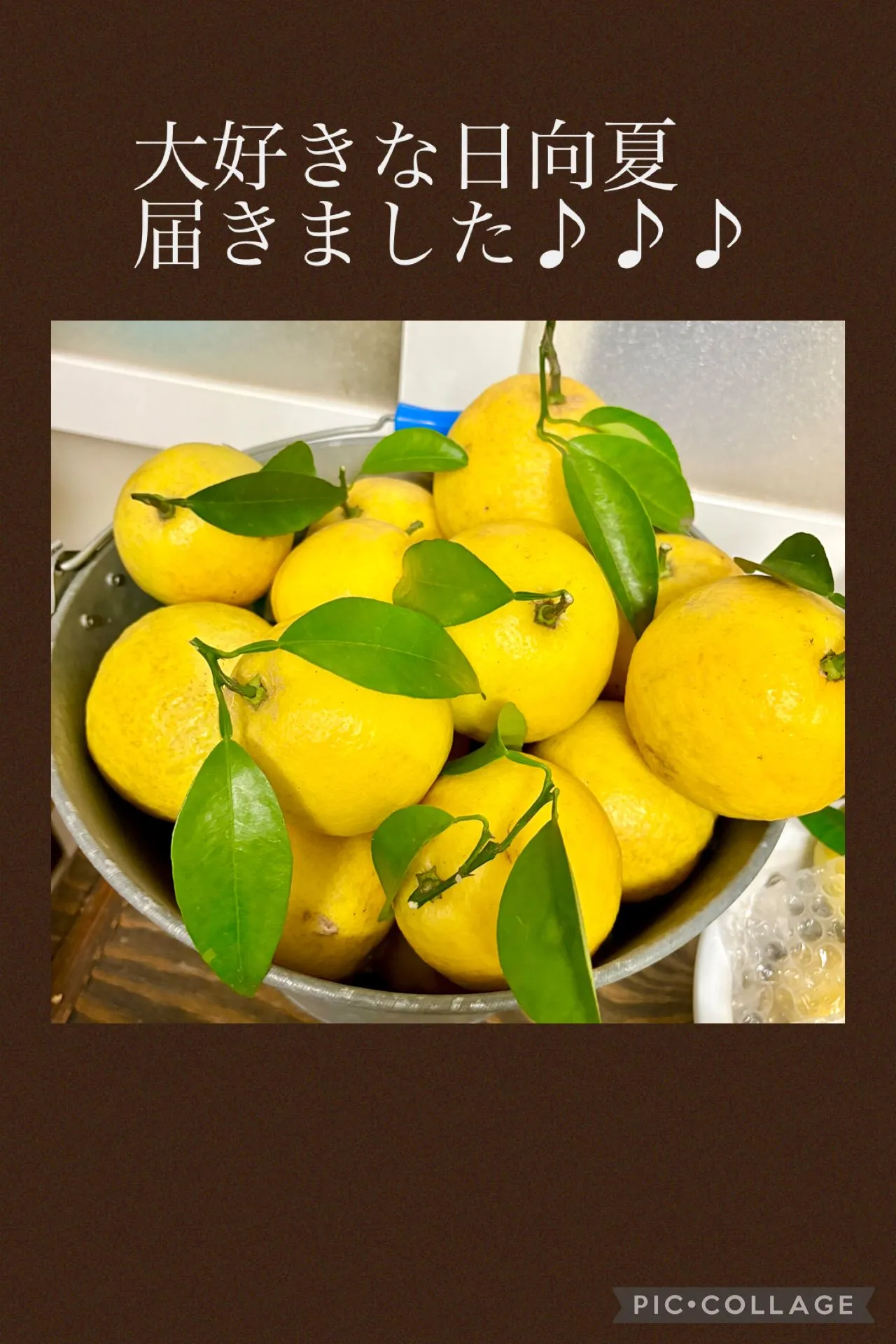 🍋摘み立て香り豊かな日向夏が届きました