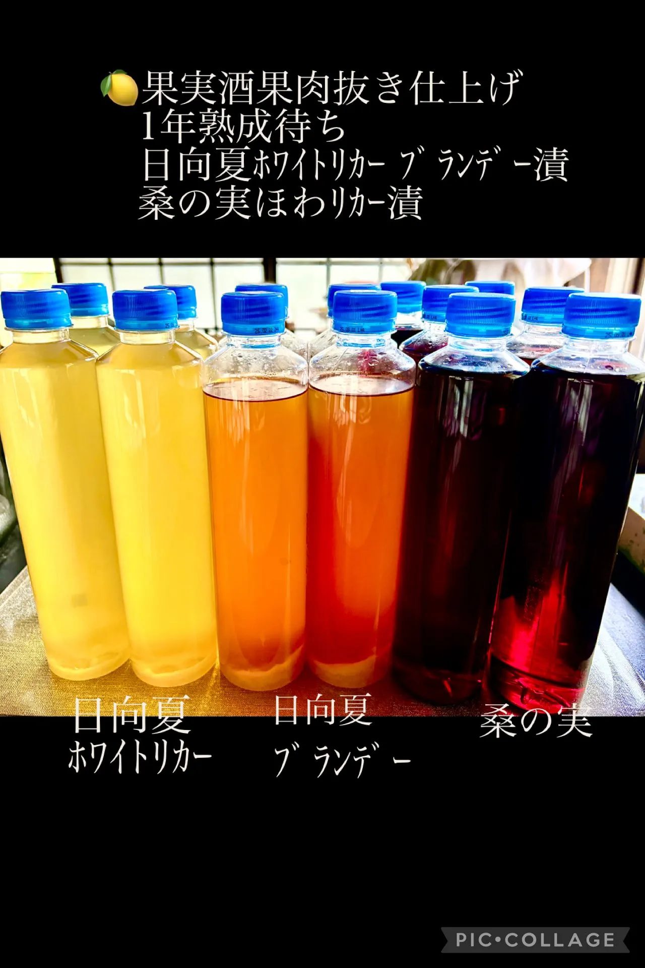 🍋日向夏桑の中果実酒果肉引き上げ1年待