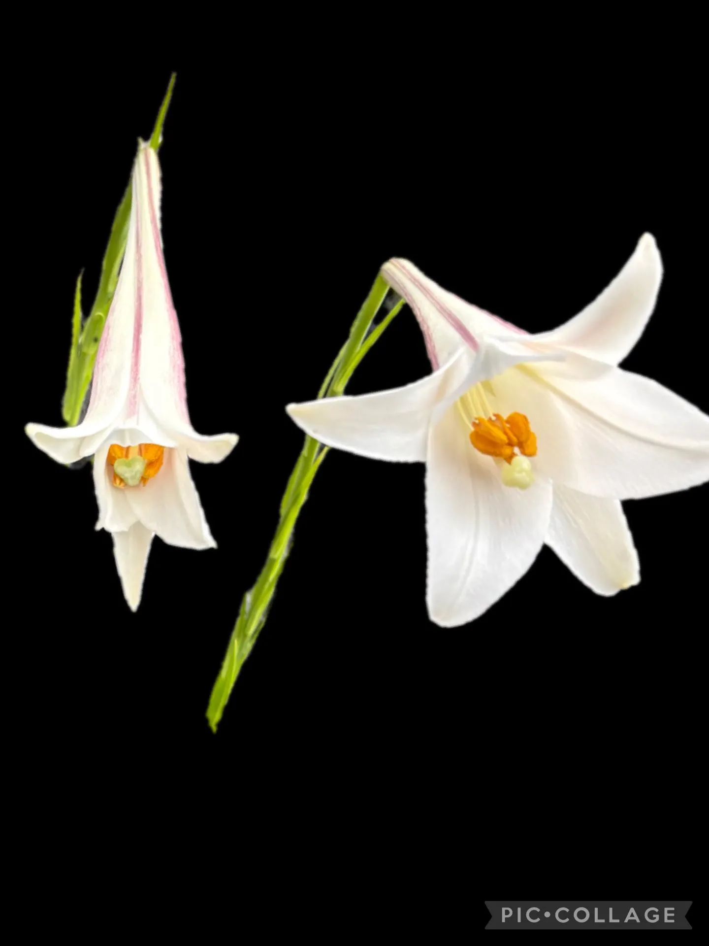 今日の賄い飯🥣