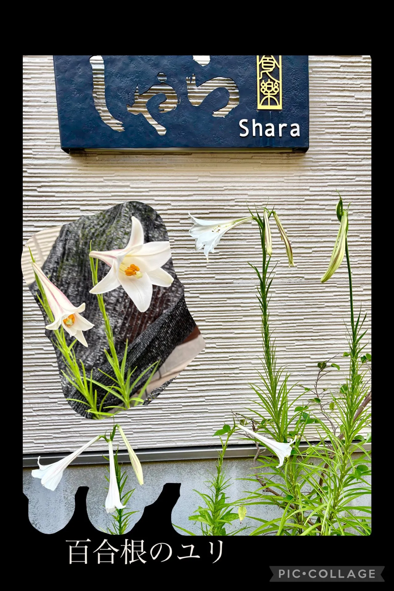 🥀食べた百合根の芯を植えた花が咲き始まる