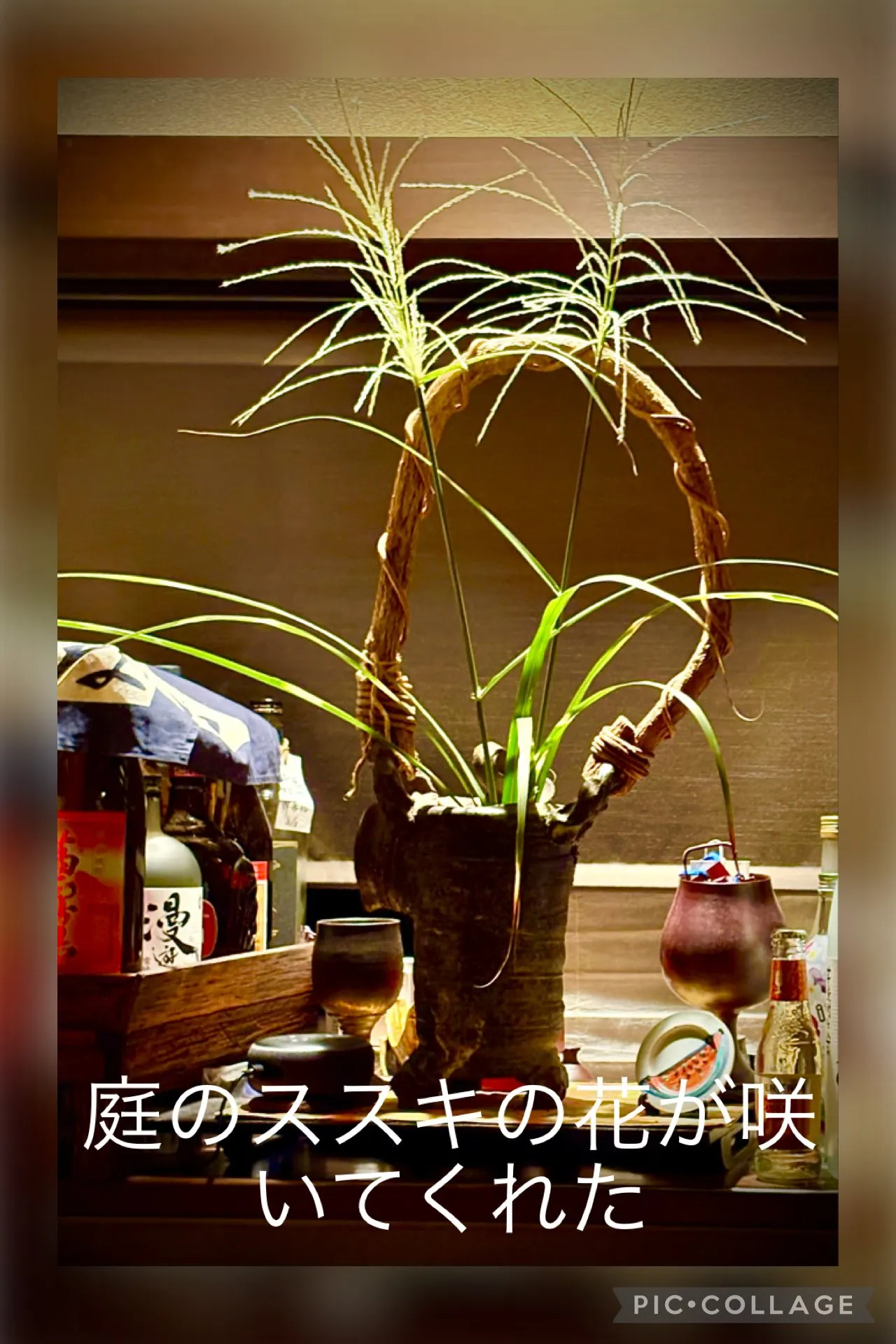 🌴庭のススキが早くも咲きました