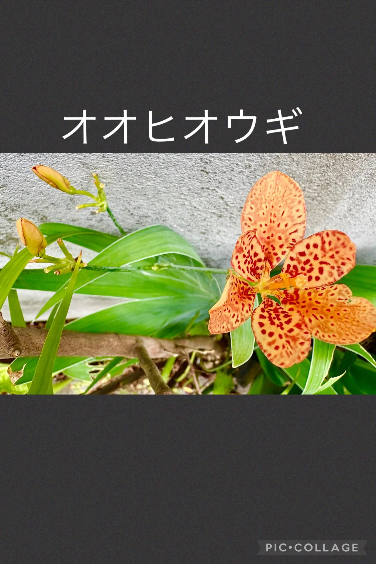 🍚今日の賄い飯🥢