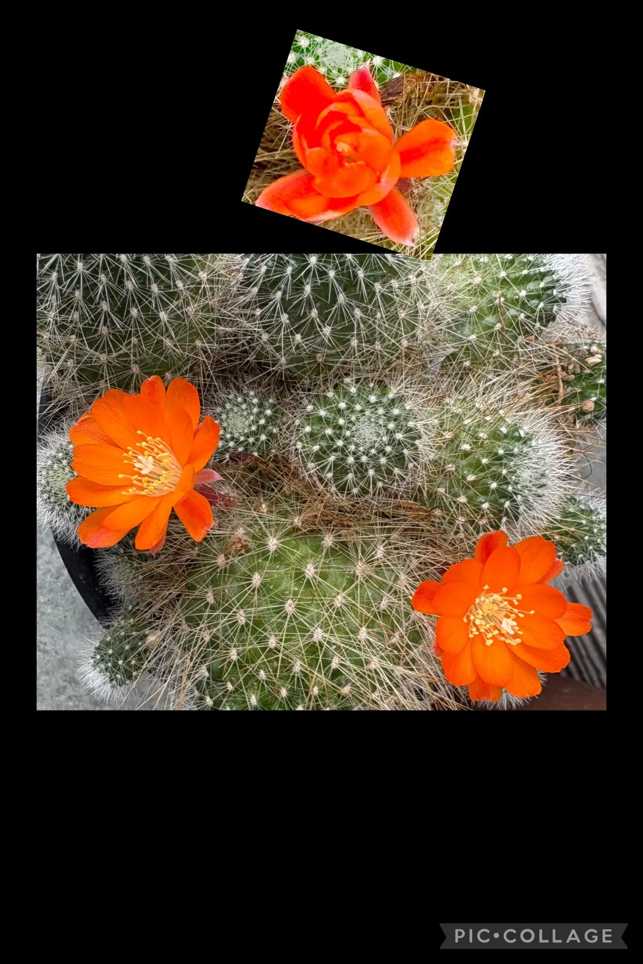 今日の賄い飯🥢