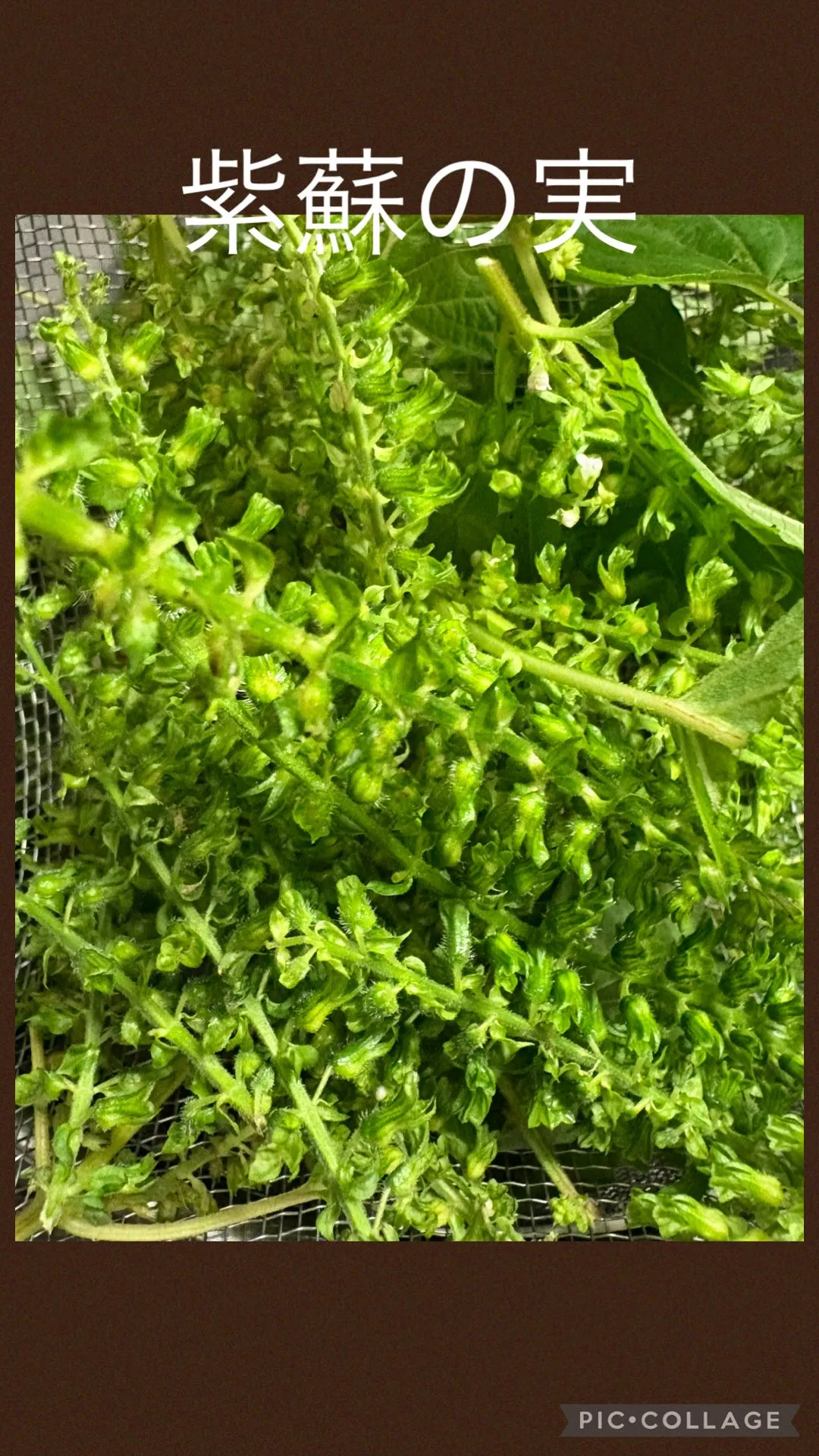 休日ﾗﾝﾁ🍽️ 渋谷にヨガのお誘い頂き