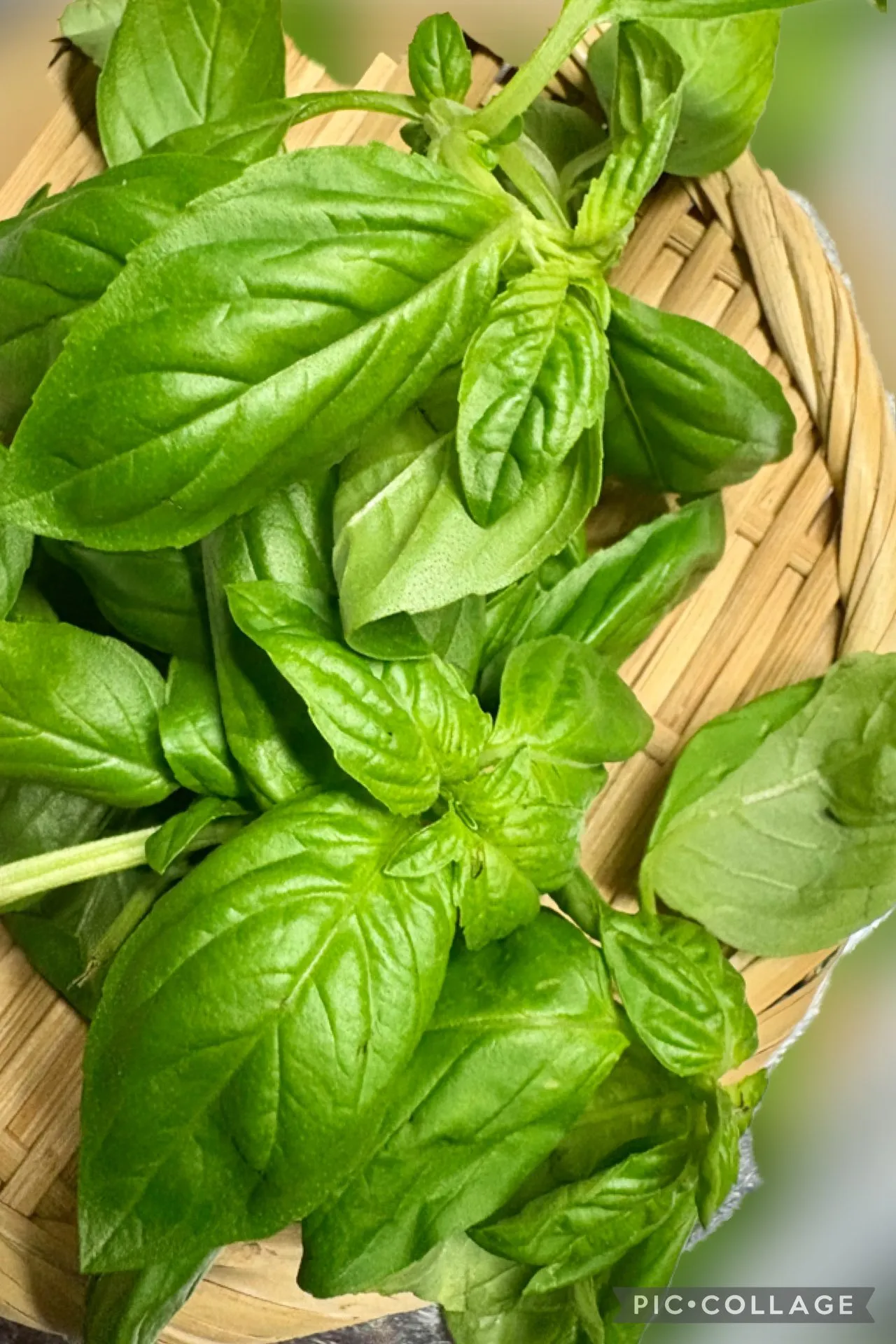 🍕休日ブランチ 頂いた🌿ﾊﾞｼﾞﾙ＆🍆茄子で