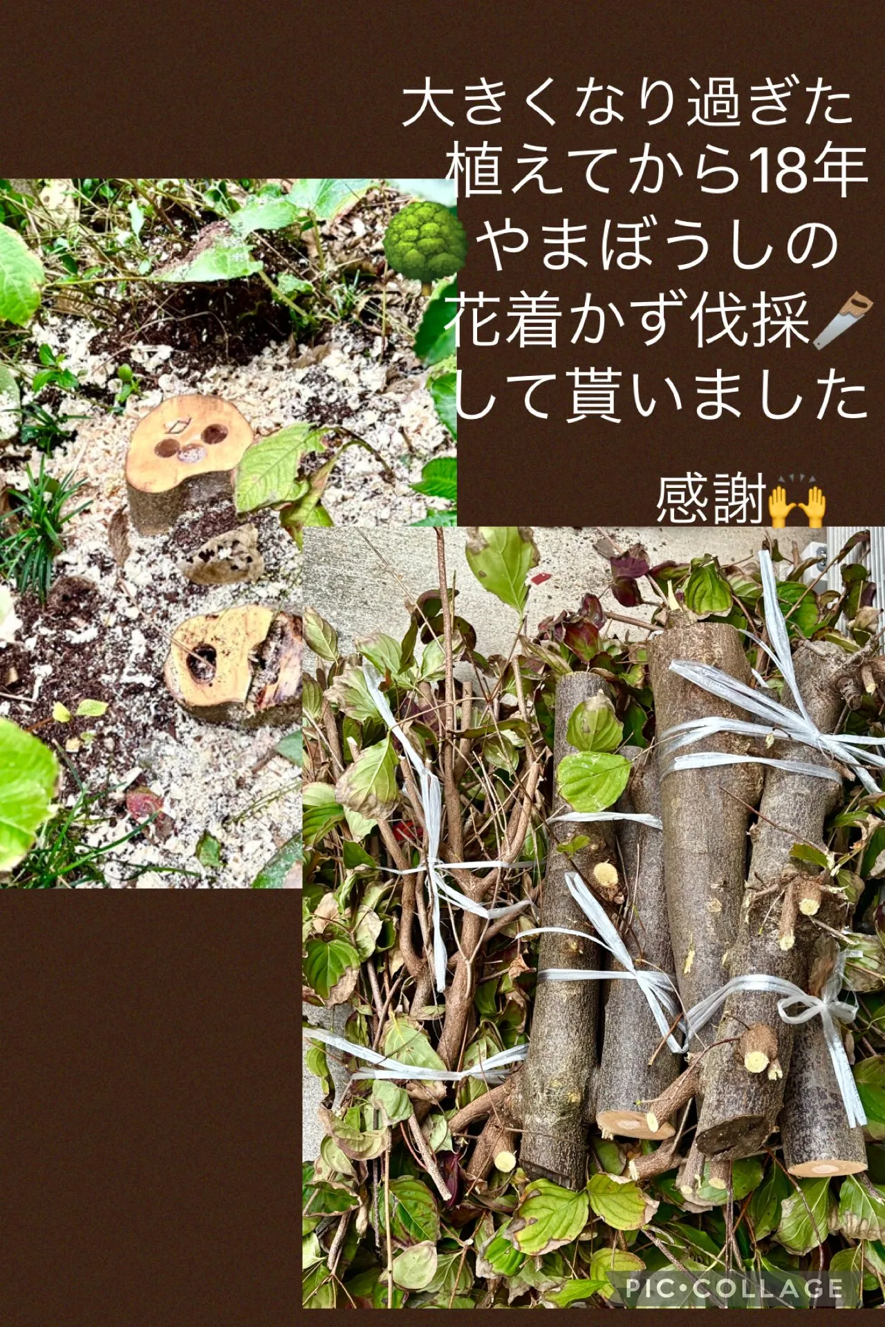 🎁🥯今日の賄いベーグル🥯ﾚﾀｽ🥗ｽﾑｰｼﾞｰ