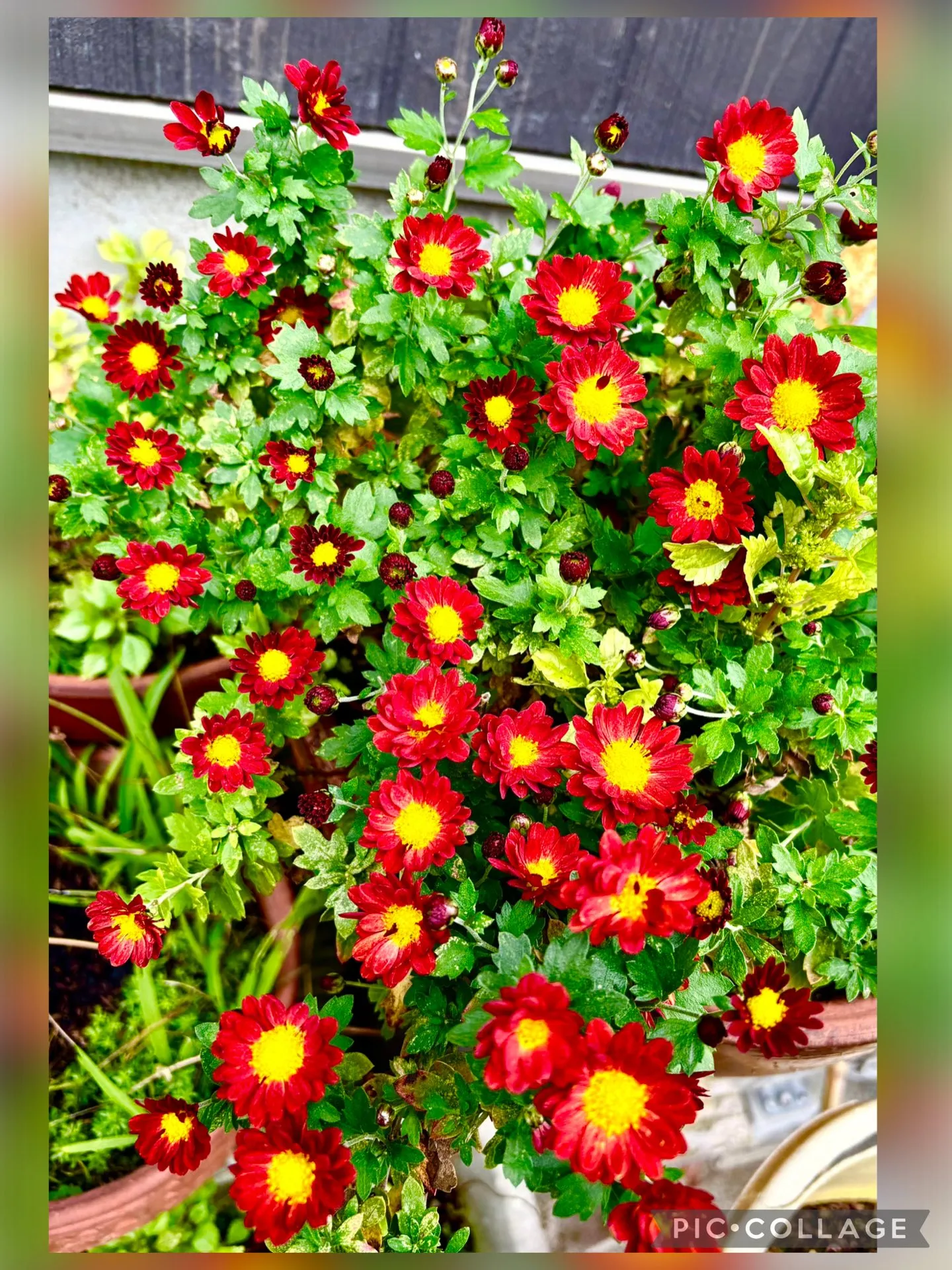 🍚今日の賄い飯 🥣けんちんうどん