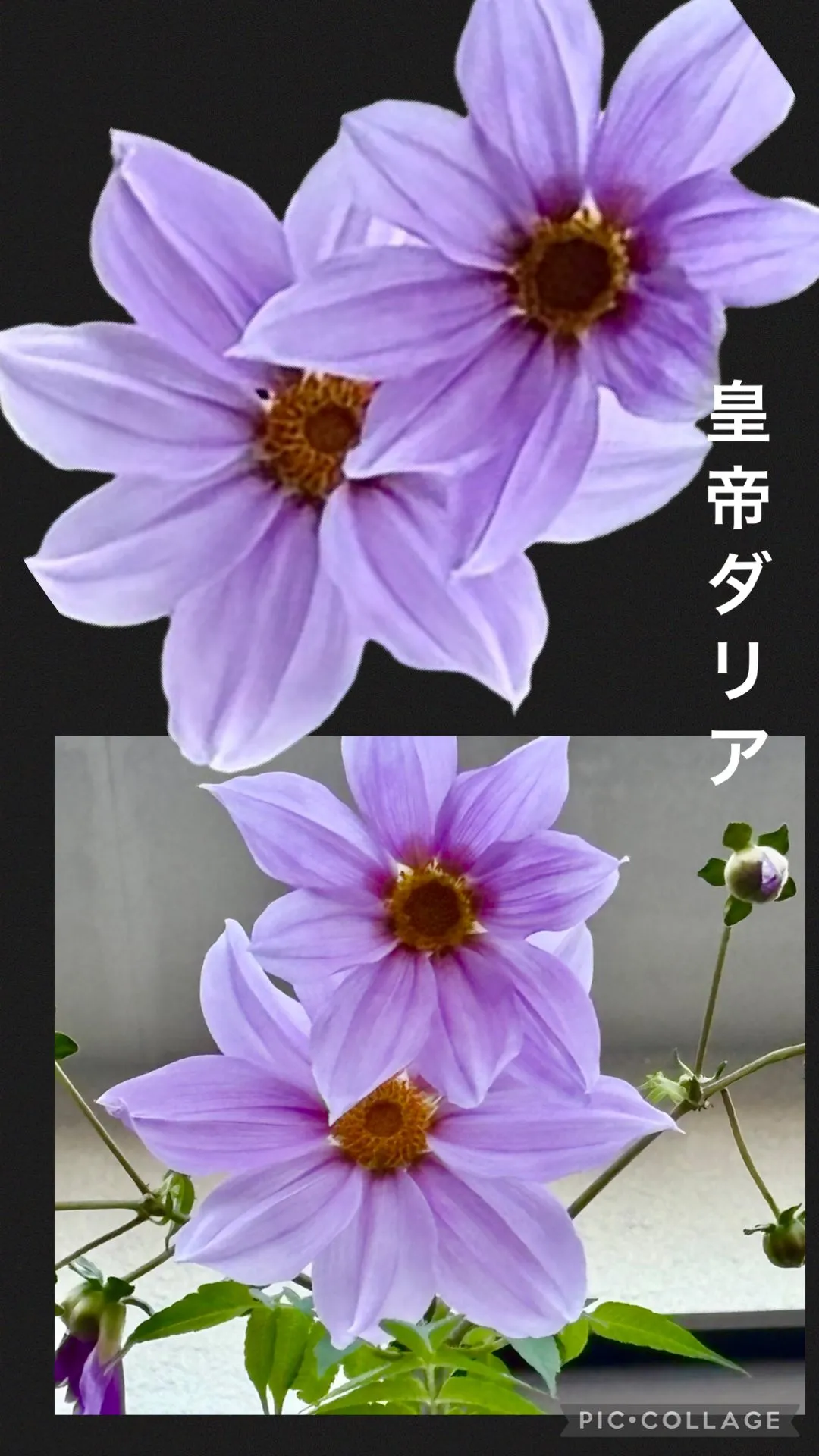 🌸皇帝ダリア咲く