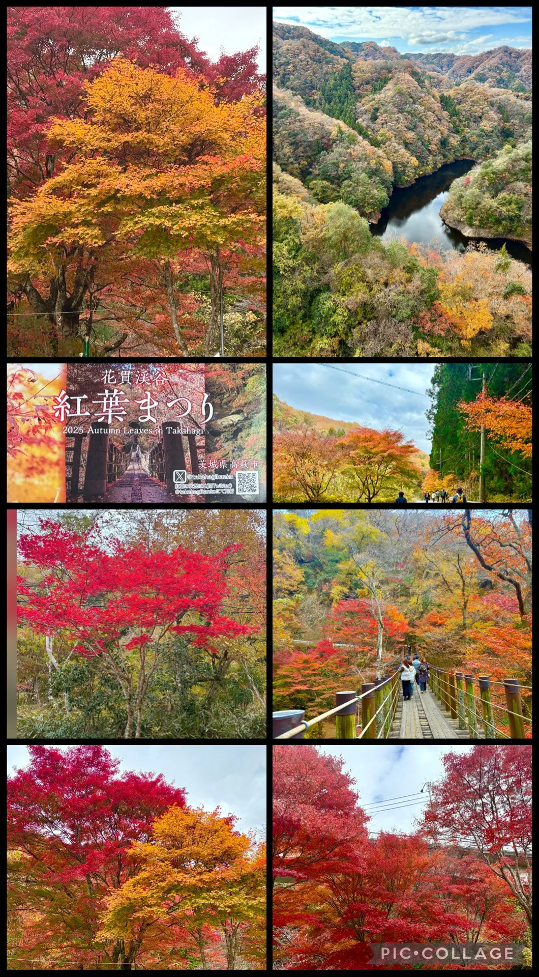 🍁急なお誘い受け紅葉狩り吊り橋渡り