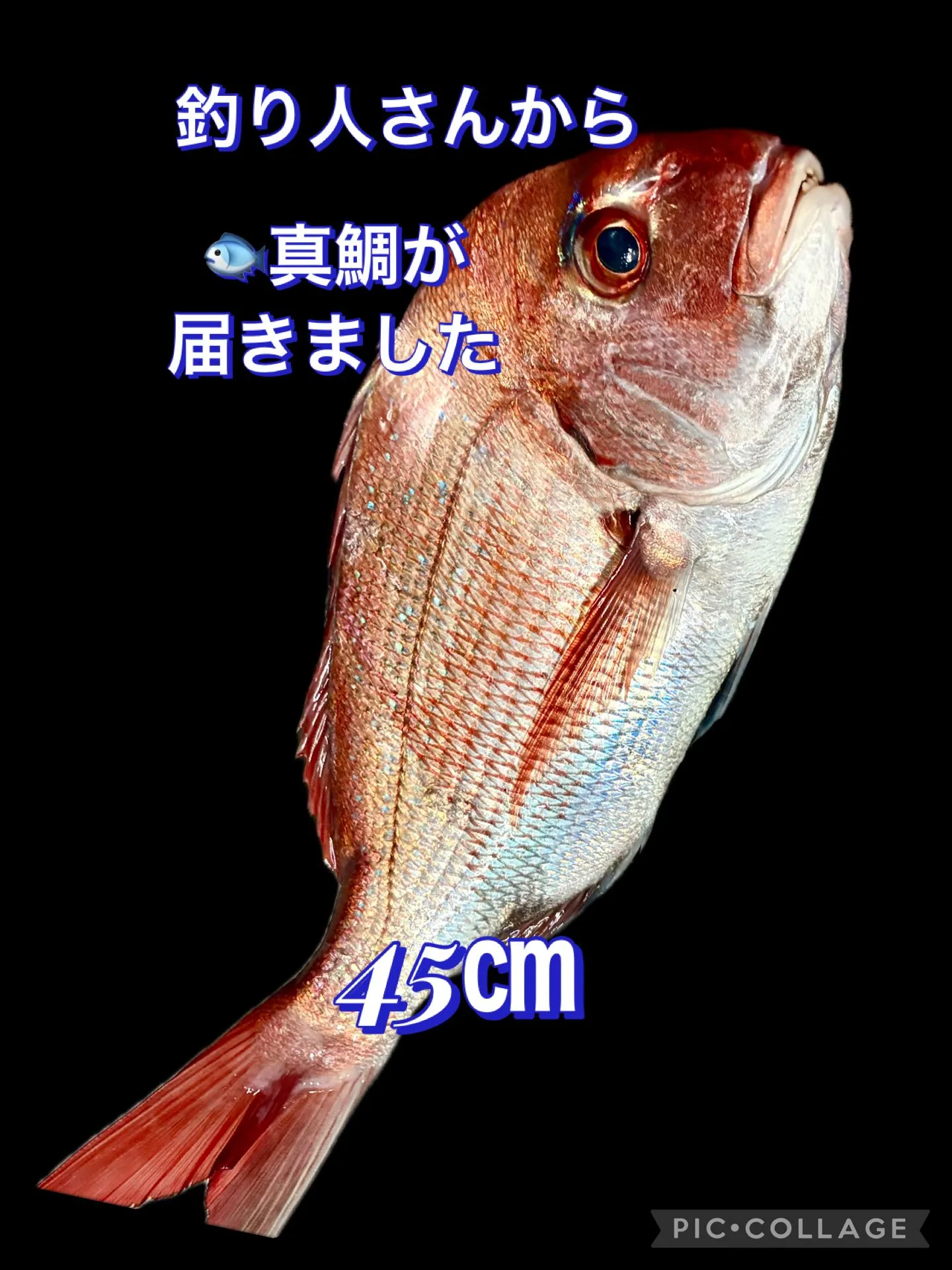 🐟45ｾﾝﾁ真鯛頂きました😃🎵🎶