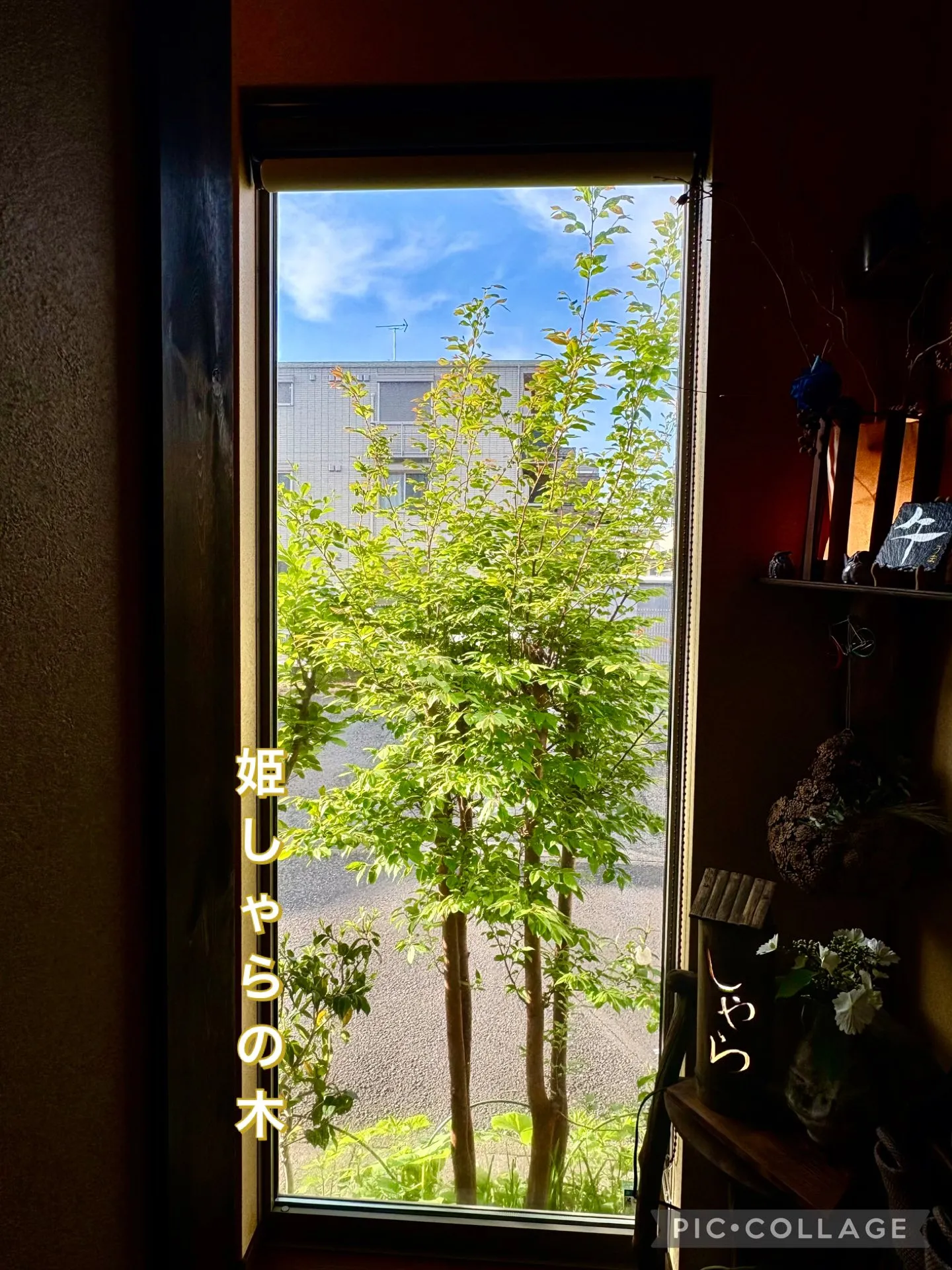 🍛今日の賄いカレー