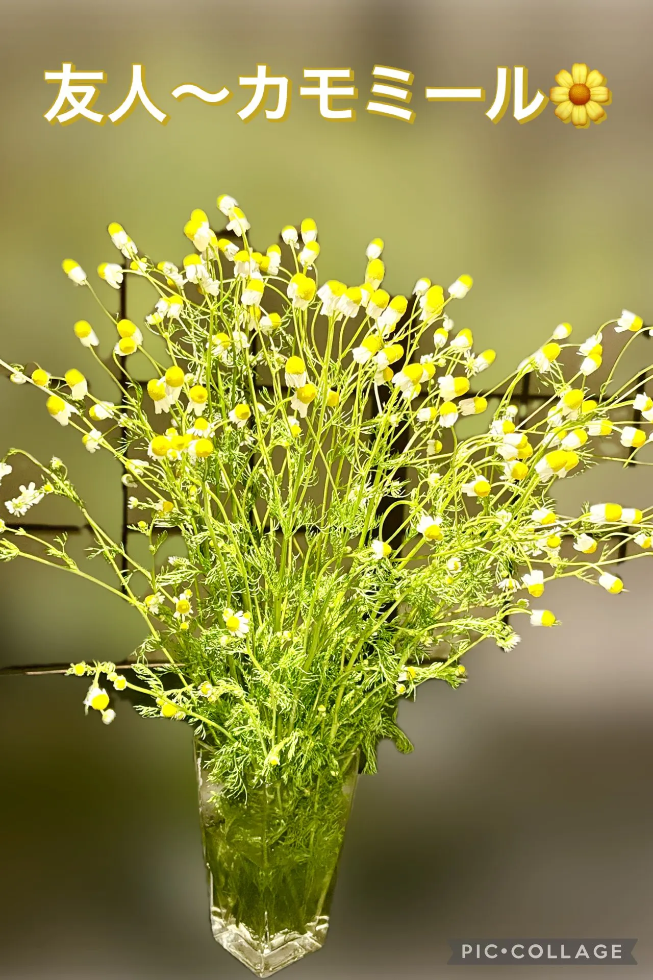 🫛🥬買い出しへ