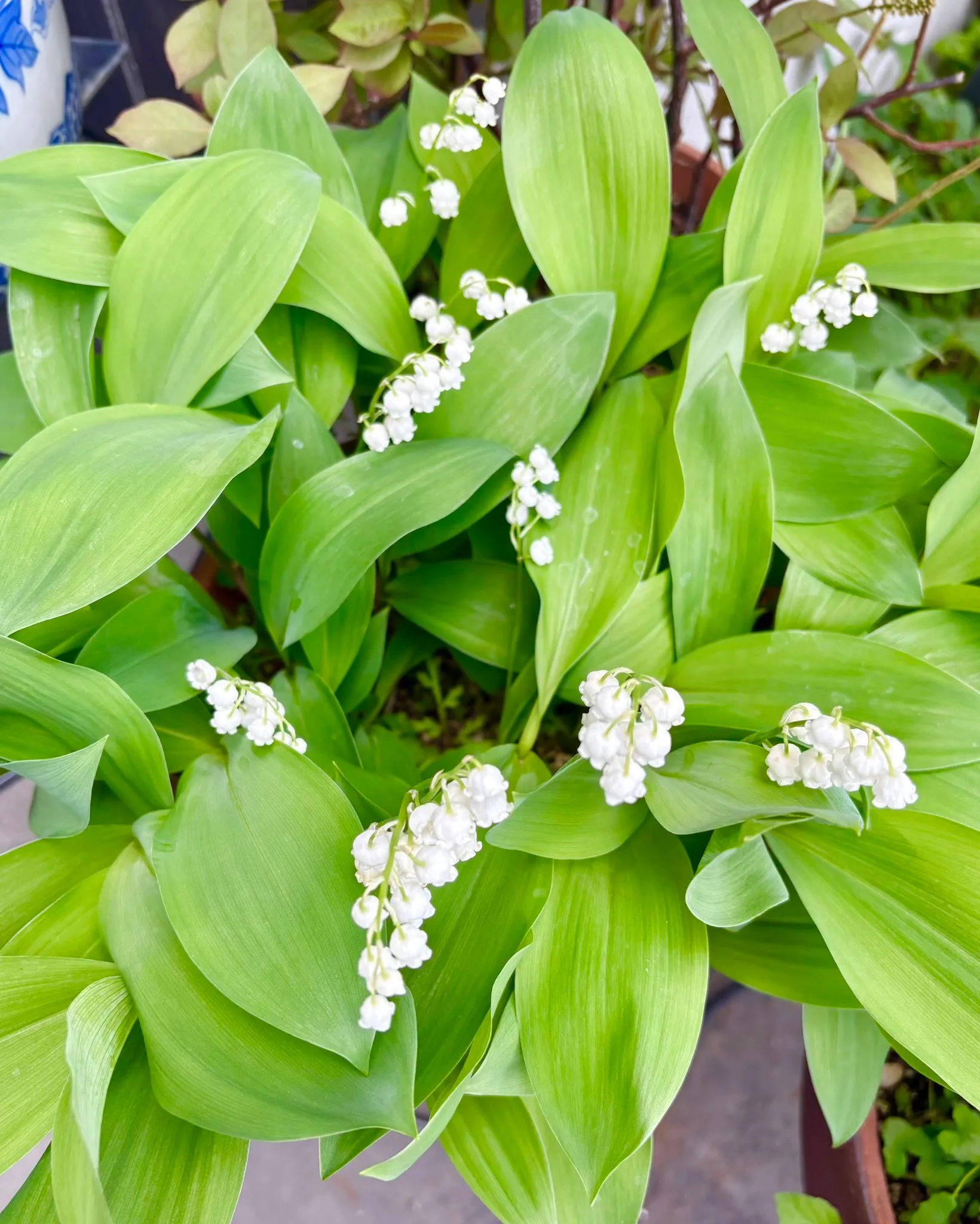 今日の賄い飯🥢焼き餅雑煮