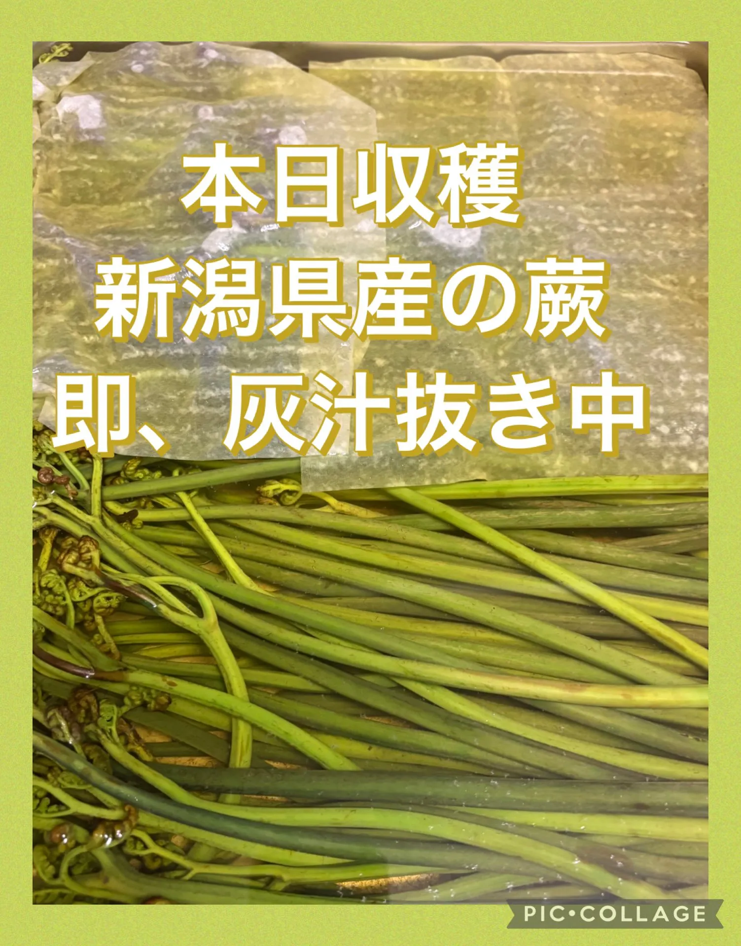 ✳️✨新潟県産山菜今日取れ届く🙌