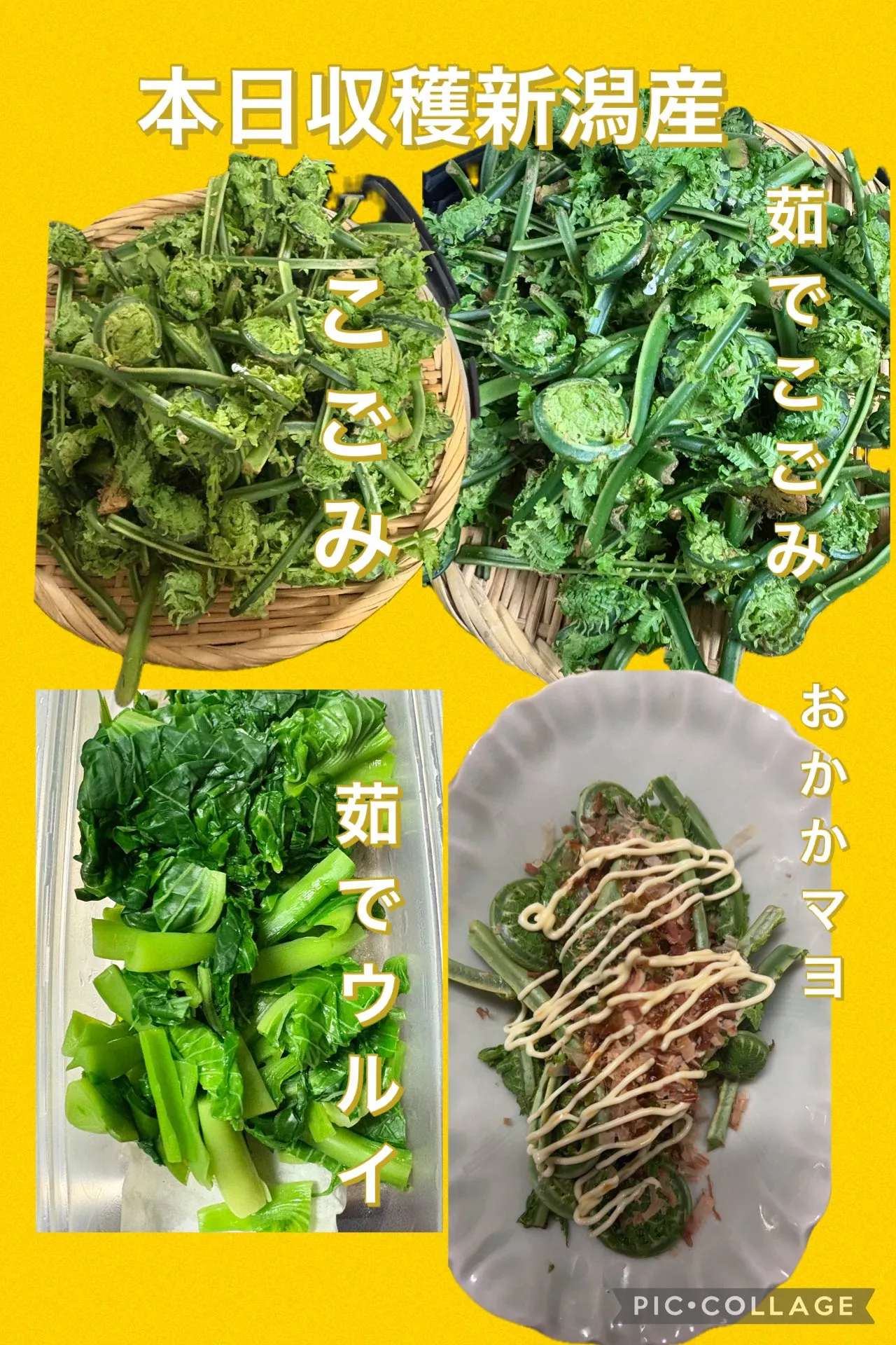 ✳️✨新潟県産山菜今日取れ届く🙌