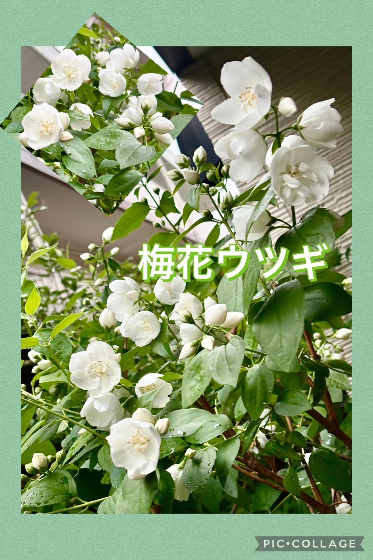 🍙蕗の葉佃煮おにぎり＆常備菜