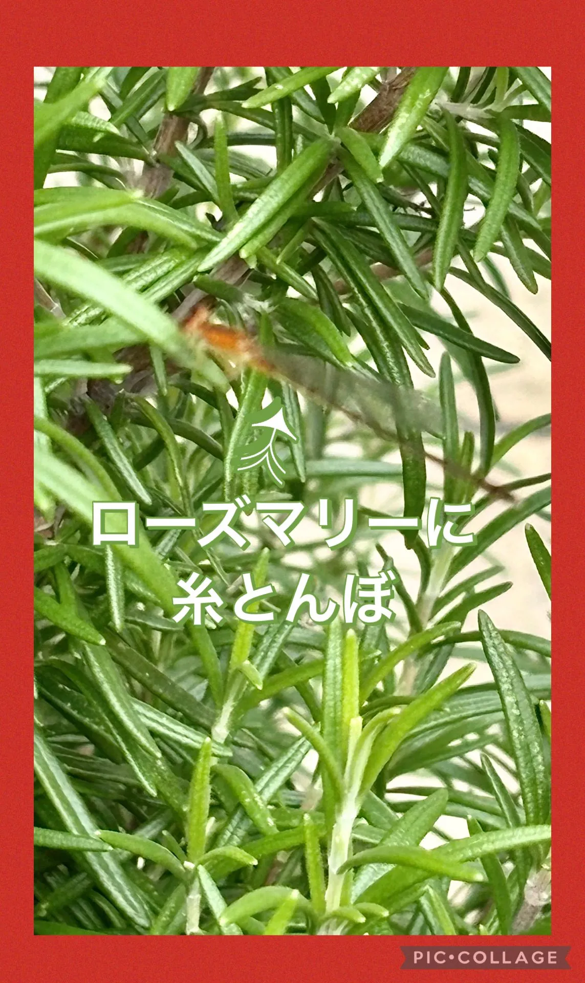 ☆今日の仕込み筍ﾒﾝﾏ 出汁煮