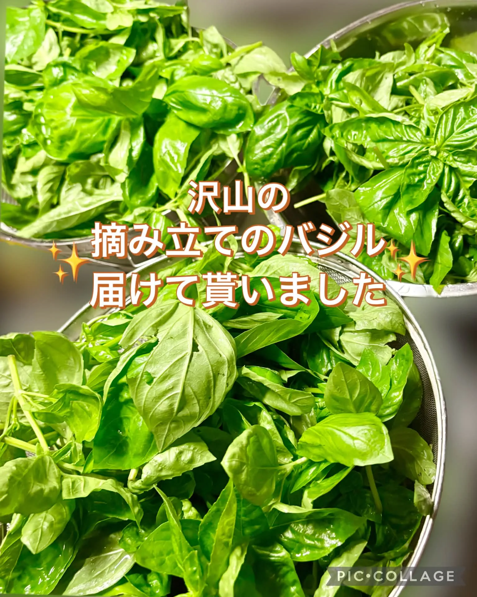 休日飯　🌿🍅摘み立てﾊﾞｼﾞﾙのカプレーゼ