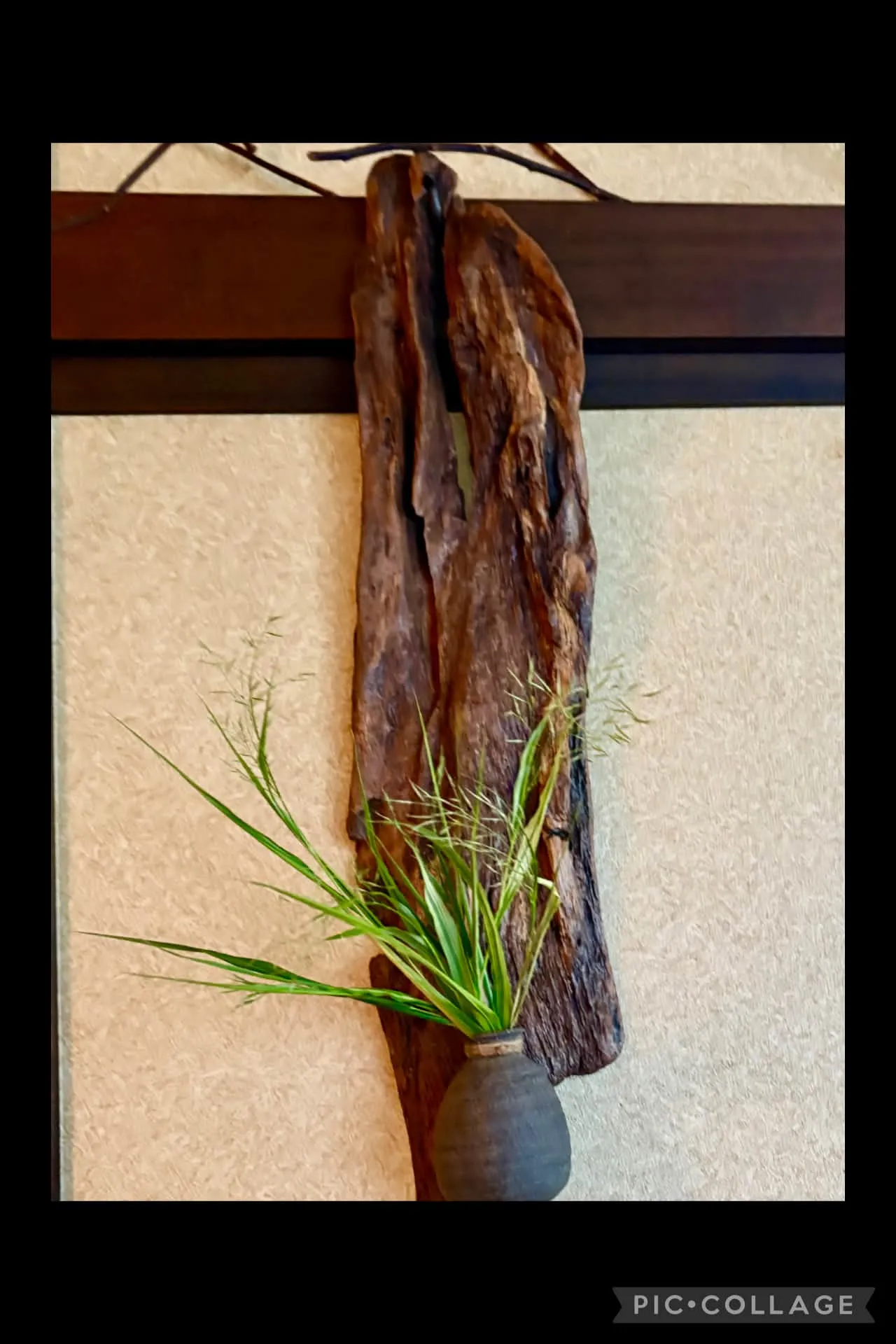 🌾庭のススキ、風知草を生ける