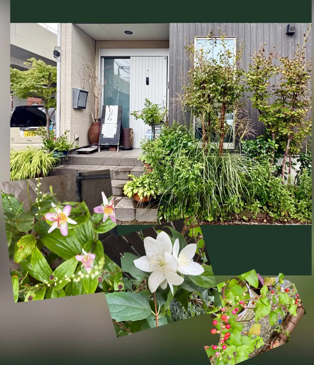 🍂の野草ホトトギス＆ミズヒキ＆数珠珊瑚