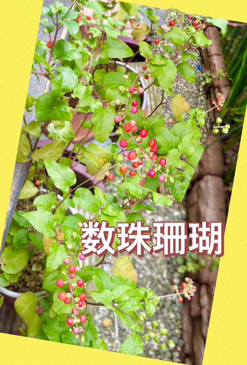 🍂の野草ホトトギス＆ミズヒキ＆数珠珊瑚