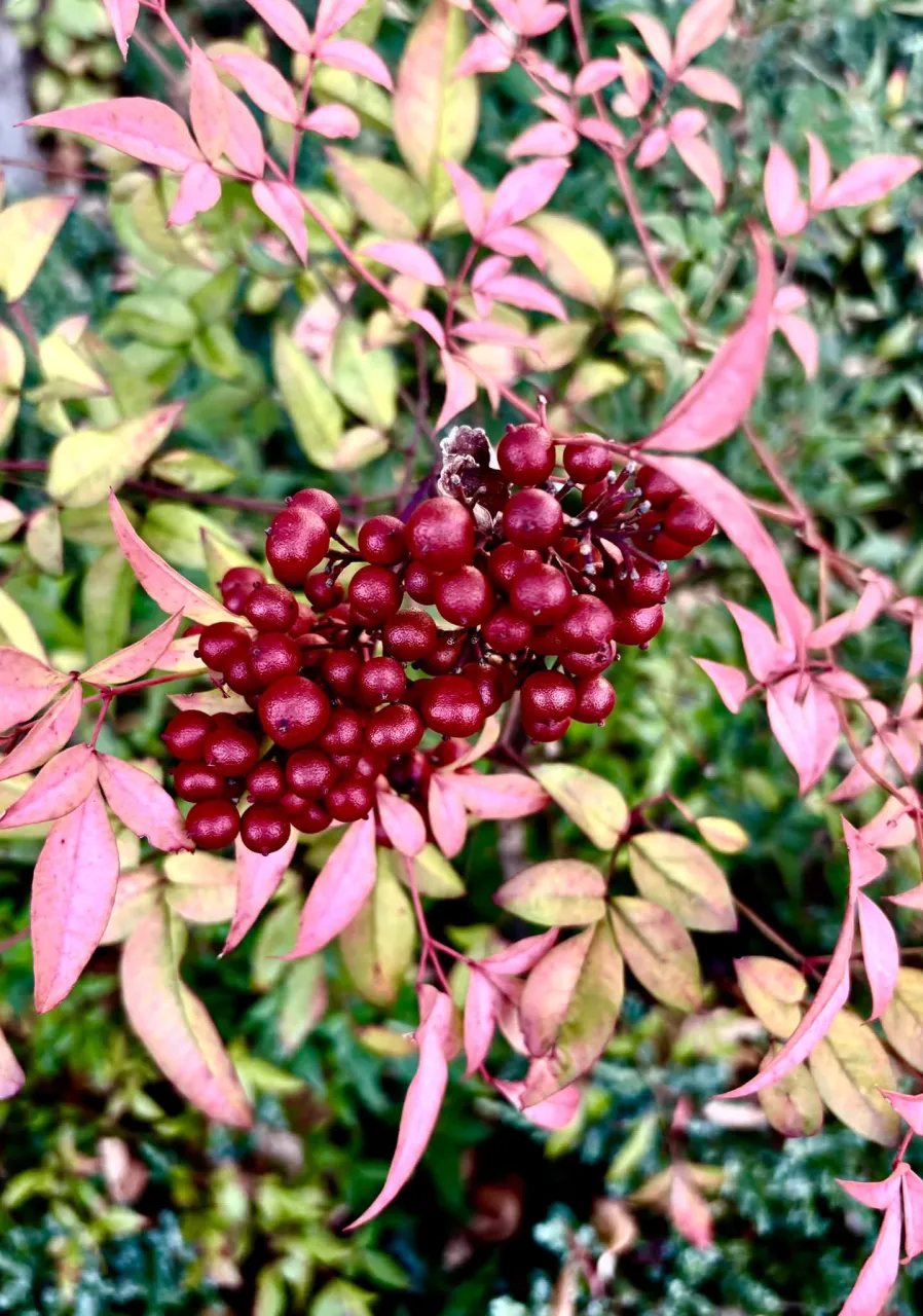 ✨南天の実、葉も紅葉