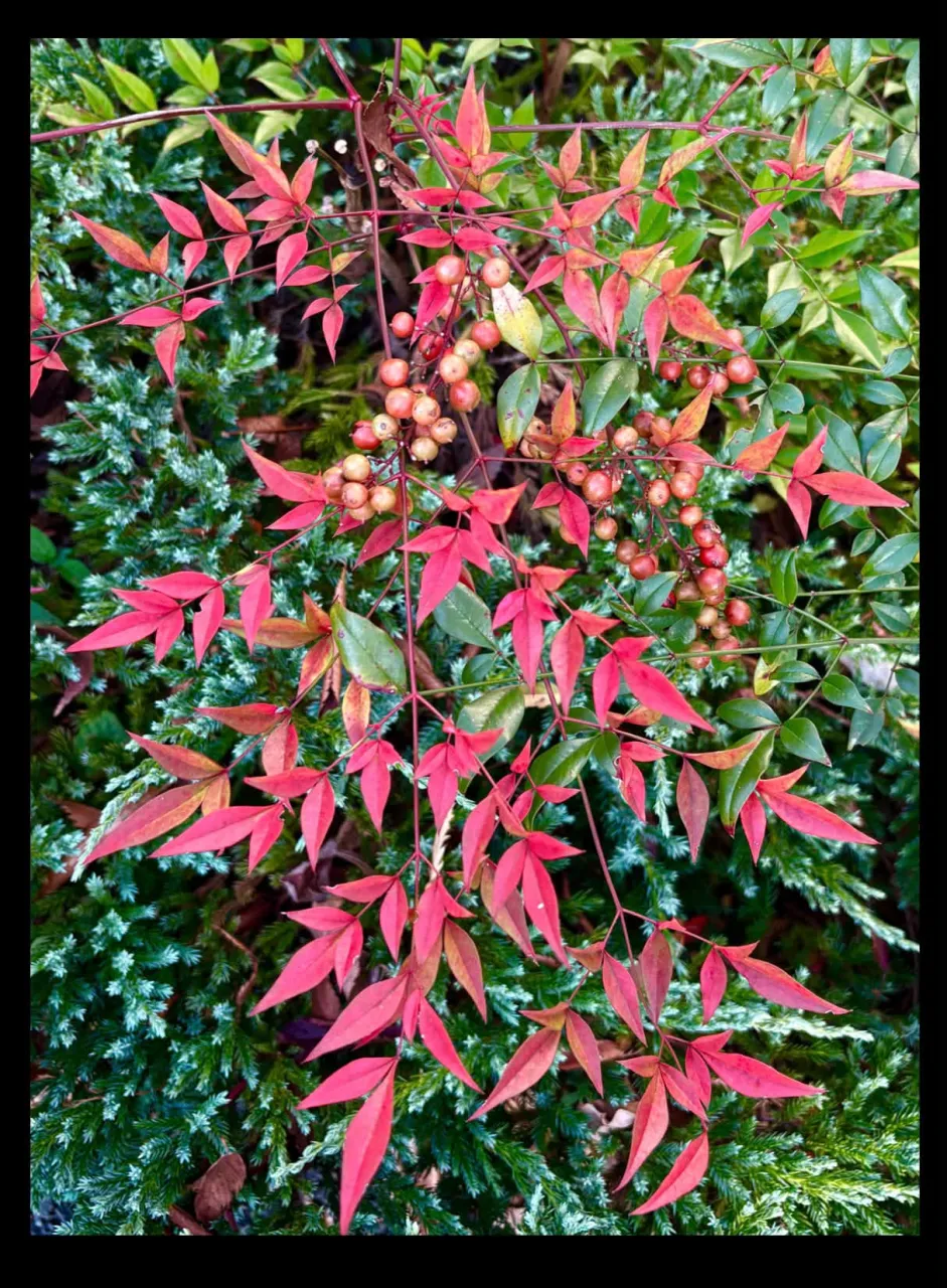 南天の紅葉